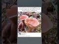 Drinking Milkcap Mushroom
