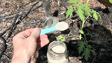 NEVER Plant Tomatoes Without It!!  Results Will Be Larger Fruits And More Of Them