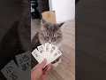 (3日目)今日のもふ猫おみくじ/Fluffy cat Fortune-telling【サイベリアンのラフィ】#Shorts