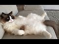 Tribute to Timo the Ragdoll Cat