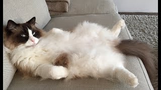 Tribute to Timo the Ragdoll Cat