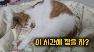 자고있는 고양이 깨우기! 밤에 자세요~!!