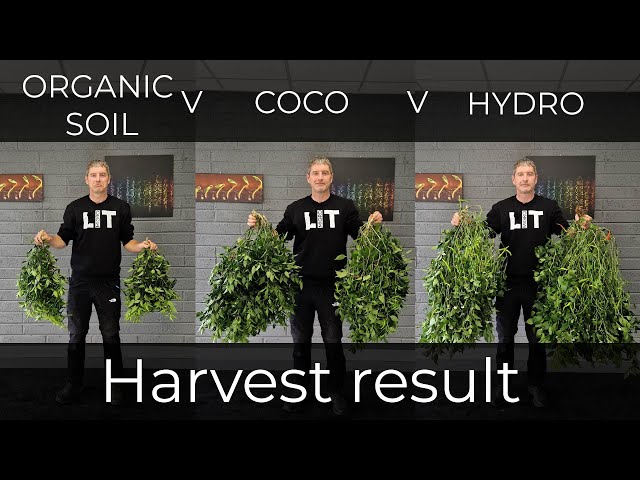 Soil vs Coco vs Hydro Yield result class=