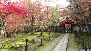 メロディ・フェア（カラベリ）