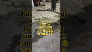 Kucing Ini Pergi Entah Mau Kemana Sejak Tuannya Pindah Rumah kucing cats cat catslover 