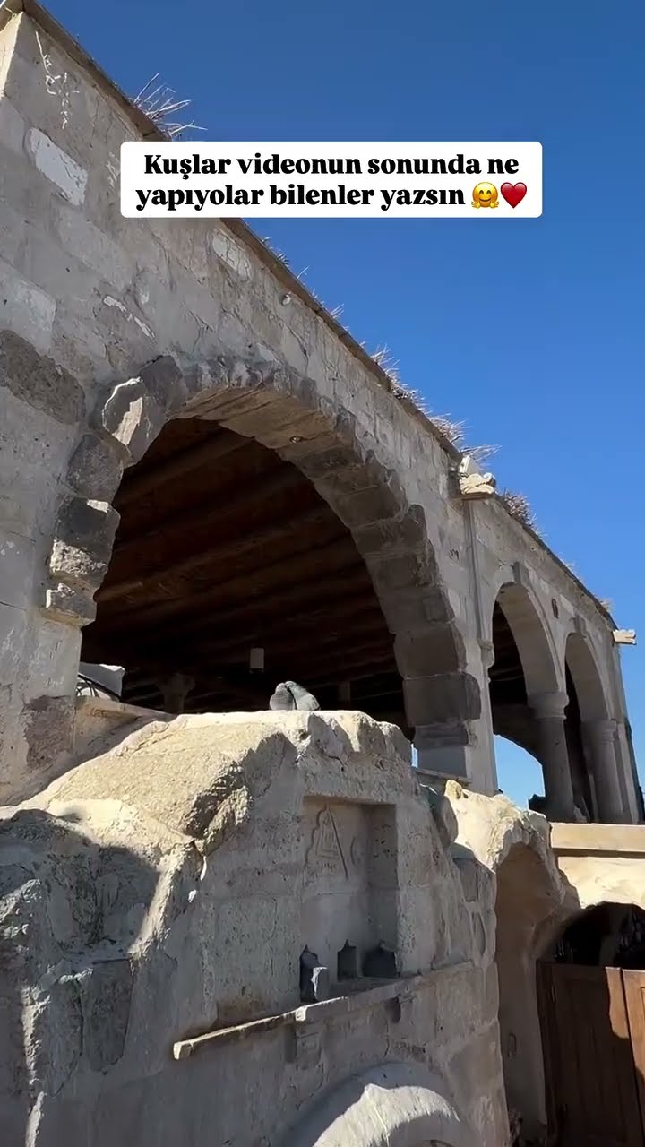 Kuşlar videonun sonunda neler yapıyorlar bilenler yazsın ❤️?