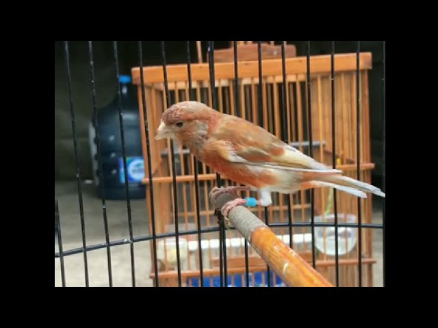 Kenari mule/ Mule siskin Dilut gacor Hasil persilangan kenari b X red siskin j Warnanya unik banget class=