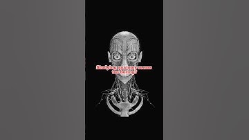 Discover the TOP 3D Atlas of Human Anatomy for FREE!