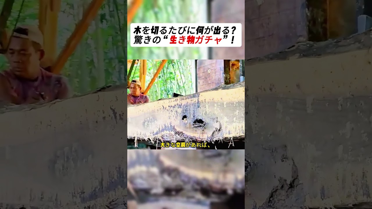 木を切るたびに何が出る？驚きの“生き物ガチャ”！ 