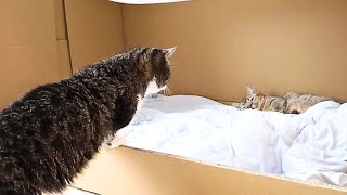 Cocoは赤ちゃん猫を心配する優しいおじいちゃん猫ですね【Coco is a kind grandpa cat who cares about his baby cat】#kitten#cat#子猫 by Pretty Cat  4,723 views 5 months ago 3 minutes, 54 seconds