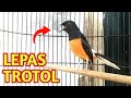 Hitungan Menit Murai Batu Langsung Merespon Dan Ikut Gacor Dengan Pancingan Murai Batu Ini Mp3 - Mp4 Download