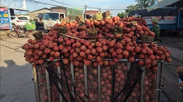 CẬP NHẬT GIÁ VẢI THIỀU CUỐI VỤ HÔM NAY 25.07 VÙNG CAO TÂN SƠN BẮC NINH