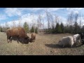 360 4K HD  Bison, rams, deer and more