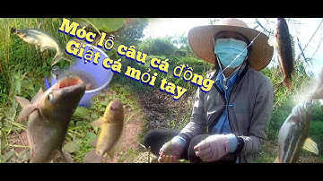 Móc lỗ câu cá đồng, không ngờ cá ăn giật cần mỏi tay
