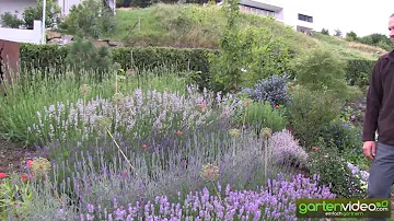 Wie erkenne ich winterharten Lavendel?