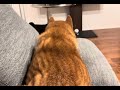 背後を取られてはならぬ！？柴犬とパグの攻防がおもしろい