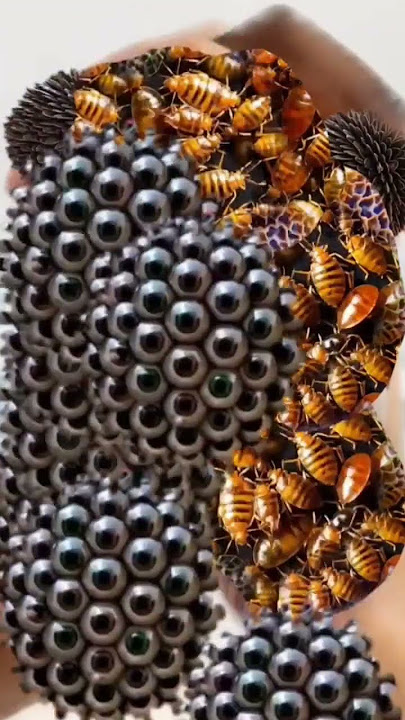https://youtu.be/dI9mja2a3VA?si=8pVs0K8ReWxHr-TK