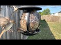 House Finch Birds At The Birdfeeder