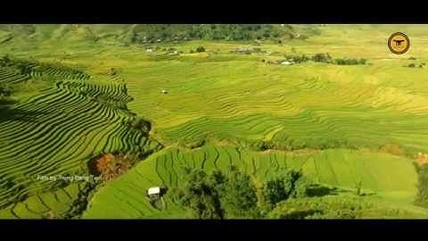 Mù Căng Chải mùa lúa 2015