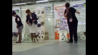 Special Papillon SPB 220214 females bob