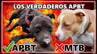 Pit Bull O Mestizo Tipo Bull? Descubre Las Diferencias