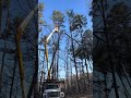 #thanksgiving #wicked #stihl #trend #treeremoval #fyp #trending #bluecollar #viralvideo