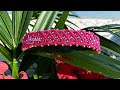 Tutoriel Micro-macramé bracelet "Silver Hibiscus"