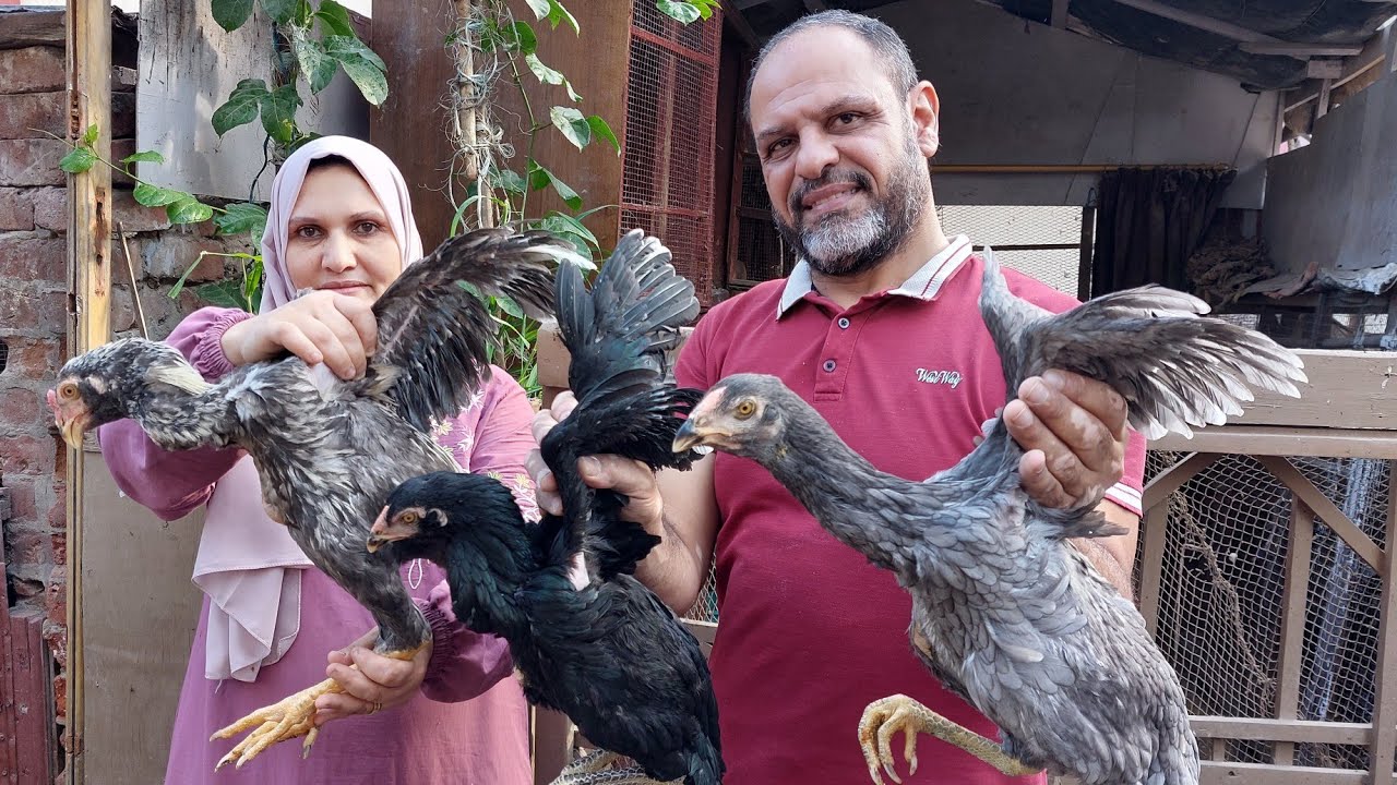 الدجاج الهندى الاصلى هدية من متابعين القناة