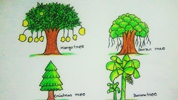 different types of trees drawing l mango tree, banyan tree, Christmas tree, banana tree drawing