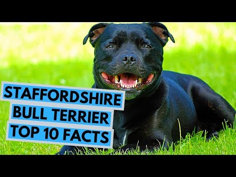 Staffordshire Bull Terrier