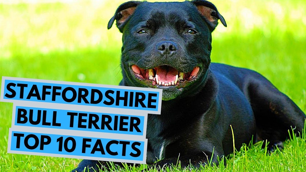 staffordshire bull terrier 101