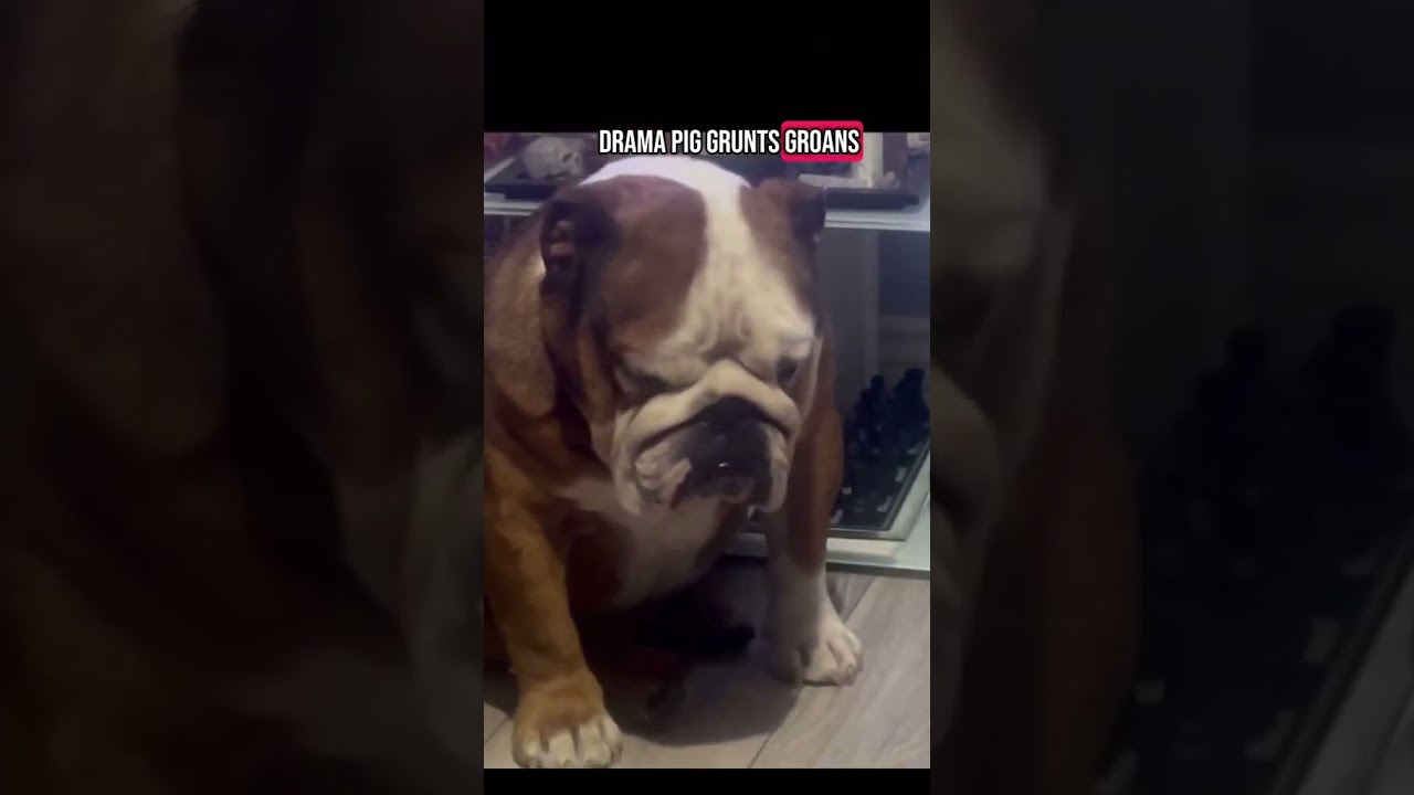 The 6 types of Bulldogs! 