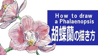 デッサン描き方～手描き実速＆詳しい口頭解説】「即興！胡蝶蘭」ペンと