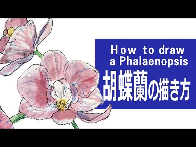 デッサン描き方～手描き実速＆詳しい口頭解説】「即興！胡蝶蘭」ペンと
