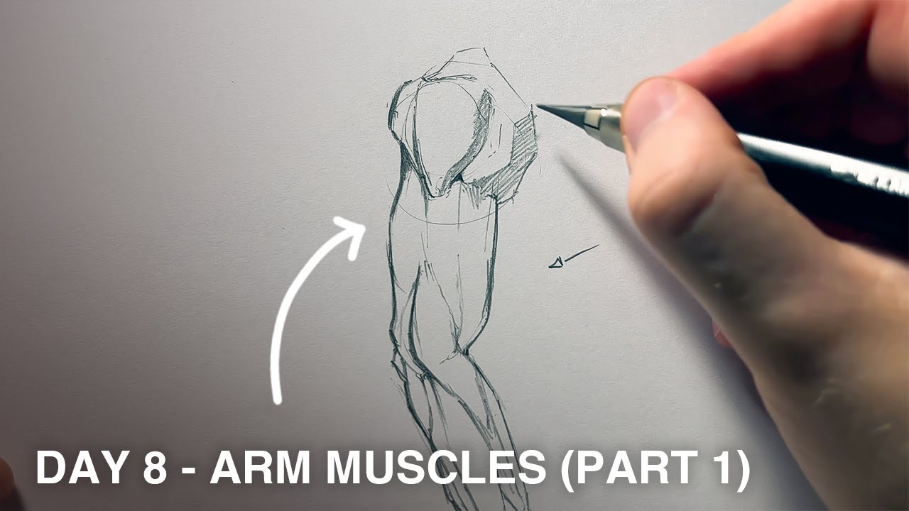 Arm Lesson Art Fundamentals Day 8 - Arm muscles (part 1) - YouTube