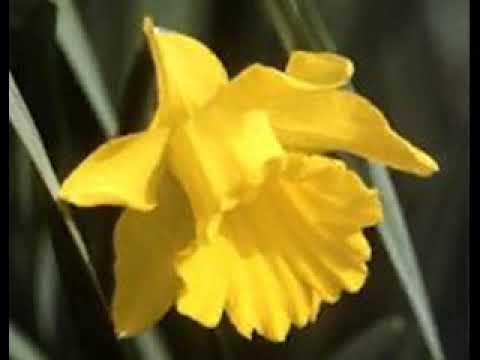【オリジナルピアノ曲】スイセン Narcissus【Original Piano Piece】