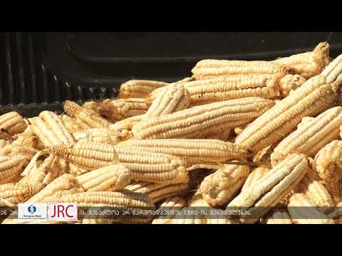 აზიური ფაროსანას გავლენა სიმინდის მოსავალზე