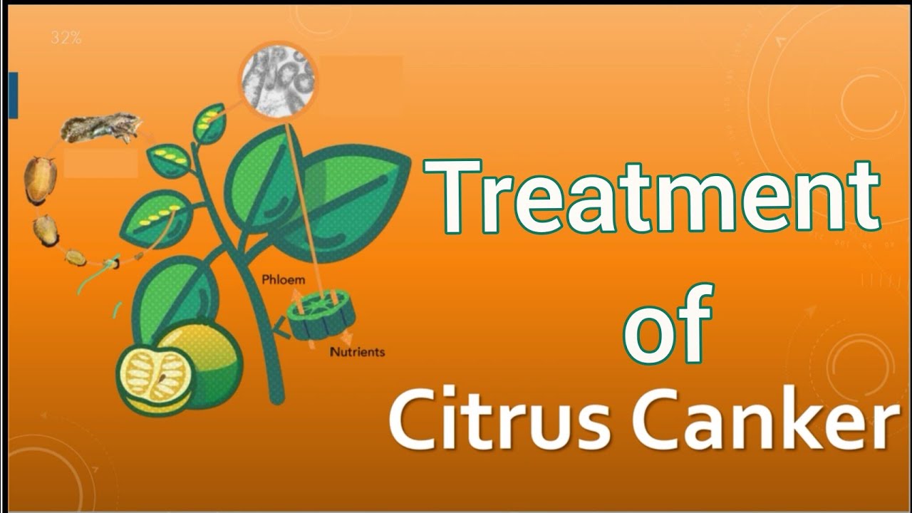 Treatment and control of citrus canker Eradication YouTube