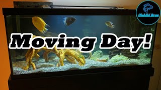 Moving Large Aquariums Tips And How We Did It