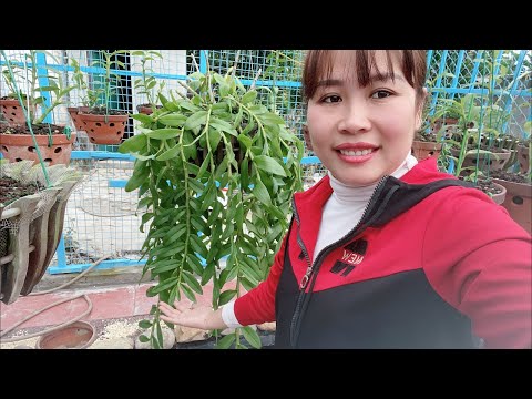 Video: Hoa Huệ Vương Giả