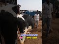 முதல் ஈத்து மாடு