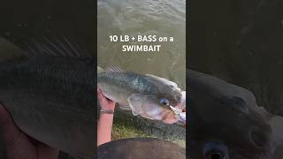 10 Lb + BASS on a SWIMBAIT!!! #Swimbait #BassFishing #Fish #Fishing #Fishingshorts