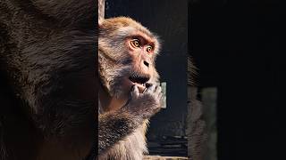 Haunted Jungle Mystery 🐒 | Talking Monkey Horror Story 😱 #funny #youtubeshorts #monkey