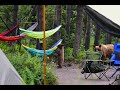 Bears in our Campsite! - Glacier National Park