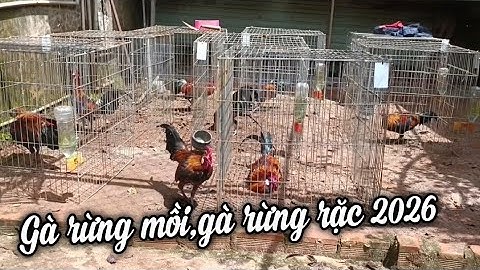 Tắm nắng cho gà rừng.bán gà mồi gà rừng rặc 0981.519.719
