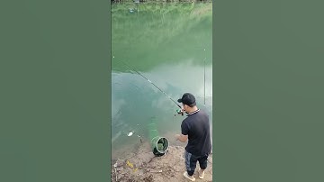 Câu lăng xê hồ tự nhiên P15 #fishing #fishinglife #caulangxe