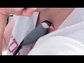 文鳥 ひっつき虫のあずき Java sparrow