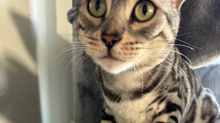 Watch the video about Listen to the BEST cat chirps you’ve ever heard