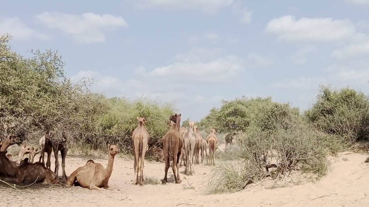 Camel Group Conquers the Jungle! It beautiful camel group