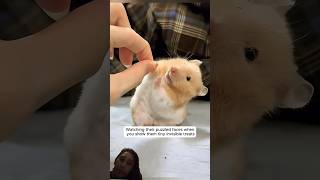 cute rats video #pets #funny #animals #cute #love #shortvideo #rescue #wildliferescue #animalshorts